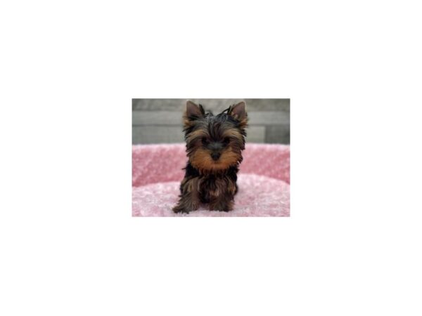 Yorkshire Terrier DOG Female Blue & Gold 9531 Petland San Antonio, TX