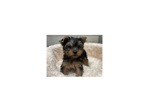 Yorkshire Terrier DOG Female Blue & Gold 9532 Petland San Antonio, TX