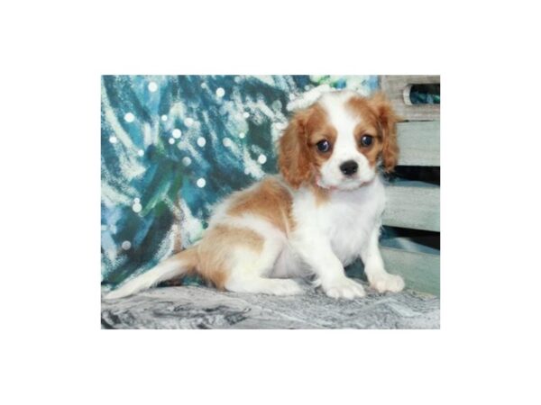 Cavalier King Charles Spaniel-DOG-Female-Blenheim-9533-Petland San Antonio, TX