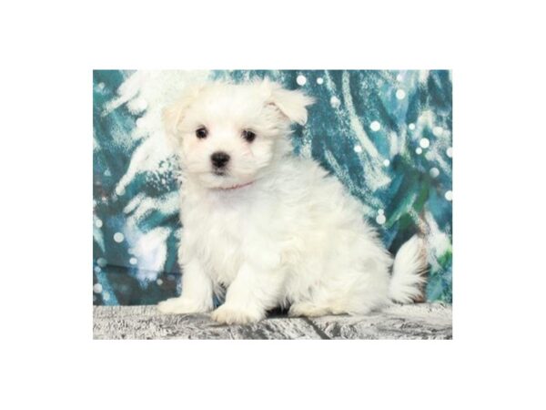 Maltese DOG Male White 9534 Petland San Antonio, TX