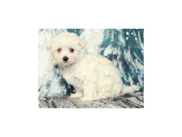 Maltese DOG Female White 9535 Petland San Antonio, TX