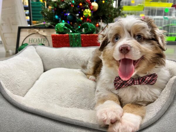 Australian Shepherd DOG Male chlt mrl, wh tn mkgs 6591 Petland San Antonio, TX