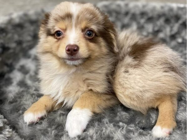 Miniature Australian Shepherd-DOG-Female-Red Merle-9536-Petland San Antonio, TX