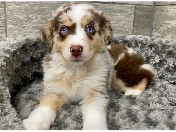 Miniature Australian Shepherd DOG Female Red Merle 9537 Petland San Antonio, TX