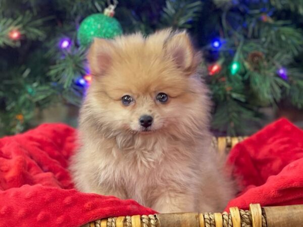 Pomeranian DOG Male Red Sable 6599 Petland San Antonio, TX