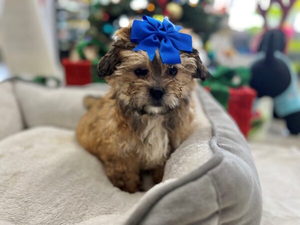 Teddy Bear-DOG-Female-br sbl-6593-Petland San Antonio, TX