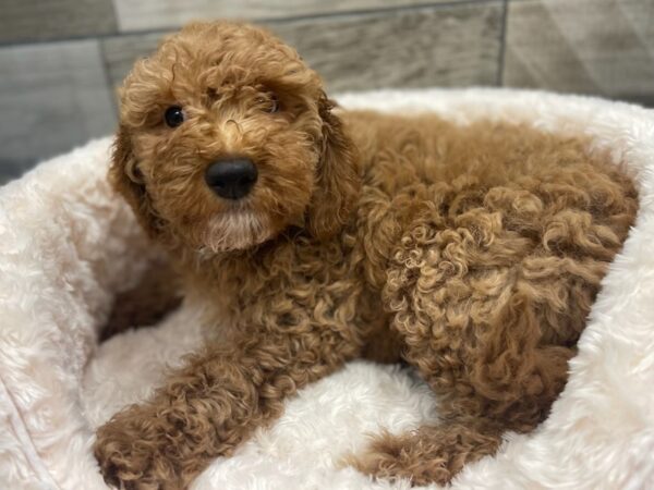 Miniature Goldendoodle DOG Male Red 9518 Petland San Antonio, TX