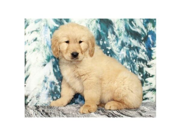 Golden Retriever DOG Male Golden 9540 Petland San Antonio, TX