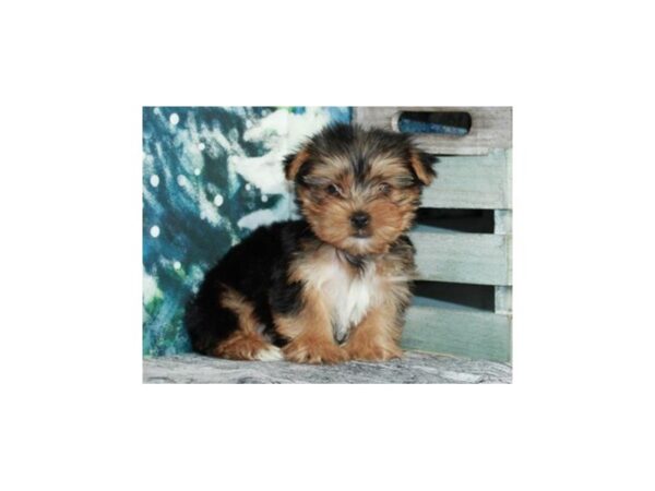 Yorkshire Terrier DOG Male Black & Tan 9541 Petland San Antonio, TX