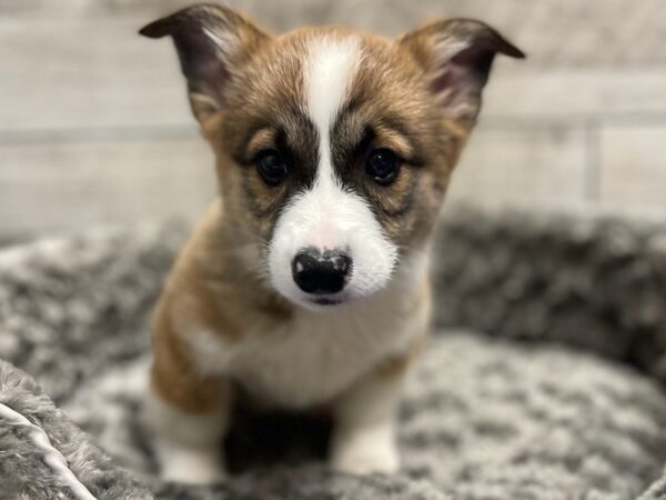 Pembroke Welsh Corgi DOG Male Red & White 9543 Petland San Antonio, TX