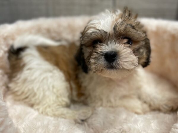 Cavachon DOG Male Gold & White 9538 Petland San Antonio, TX