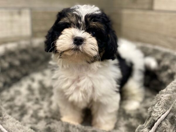 Cavachon-DOG-Female-Black & White-9539-Petland San Antonio, TX