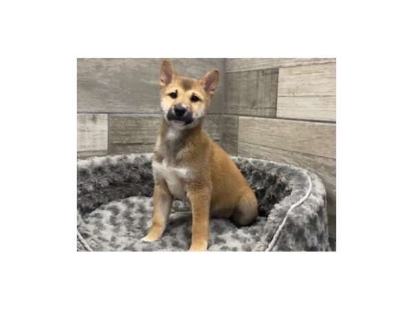 Shiba Inu-DOG-Male-Red Sesame-9542-Petland San Antonio, TX