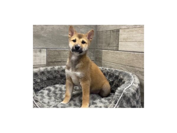 Shiba Inu DOG Male Red Sesame 9542 Petland San Antonio, TX