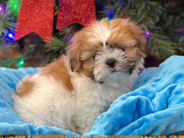 Shih Tzu DOG Male Gold & White 6598 Petland San Antonio, TX