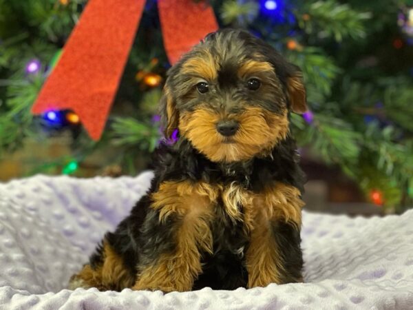 Yorkiepoo DOG Female Black & Rust 6597 Petland San Antonio, TX