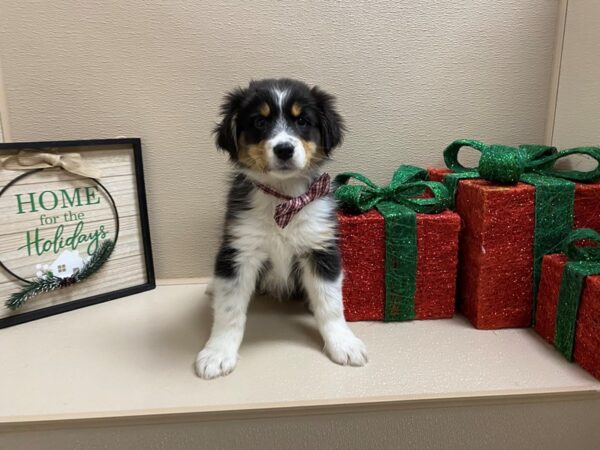 Australian Shepherd DOG Male blk, tri mkgs 6596 Petland San Antonio, TX