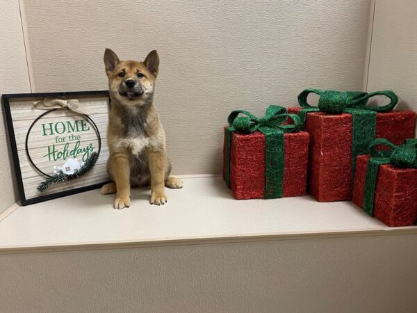 Shiba Inu DOG Male rd 6595 Petland San Antonio, TX