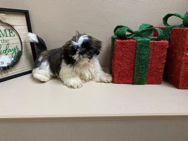 Shih Tzu DOG Male brdl & wh 6565 Petland San Antonio, TX