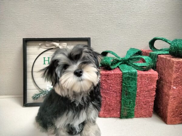Morkie-DOG-Male-blk & tn-6586-Petland San Antonio, TX