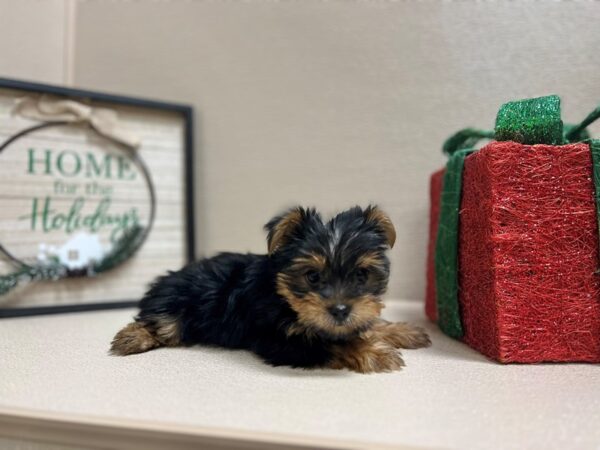 Yorkshire Terrier DOG Male blk & tn 6602 Petland San Antonio, TX