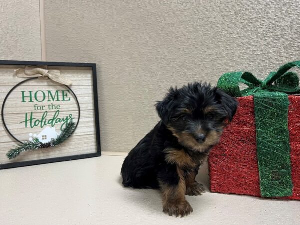 Yorkshire Terrier DOG Male blk & tn 6603 Petland San Antonio, TX