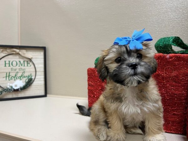 Teddy Bear DOG Female gldn 6604 Petland San Antonio, TX