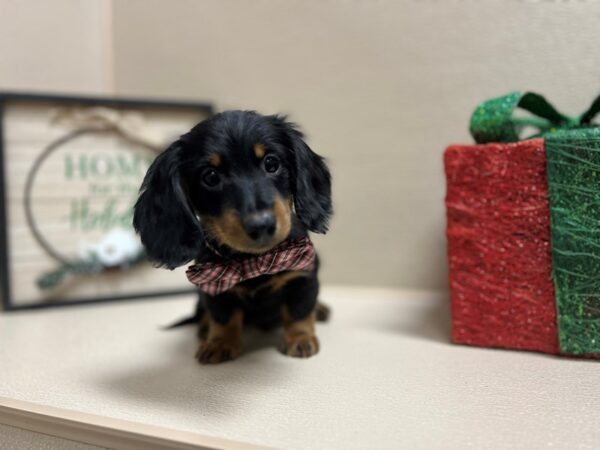 Miniature Dachshund DOG Male blk & tn 6606 Petland San Antonio, TX