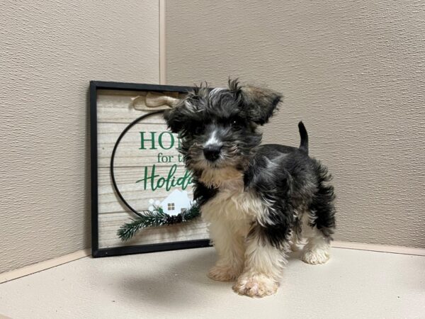 Confetti Mini Schnauzer DOG Female slt ppr & wh mkgs 6608 Petland San Antonio, TX