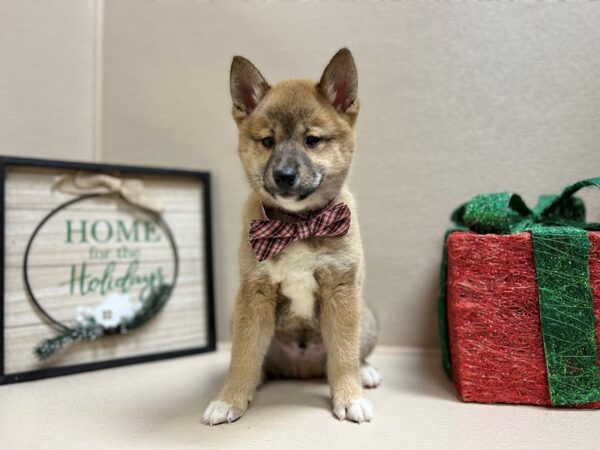 Shiba Inu-DOG-Male-rd sesme, wh mkgs-6609-Petland San Antonio, TX