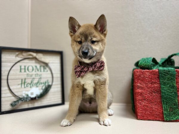 Shiba Inu DOG Male rd sesme, wh mkgs 6609 Petland San Antonio, TX