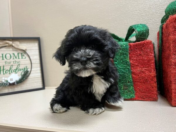 Havanese DOG Male blk, wh mkgs 6613 Petland San Antonio, TX