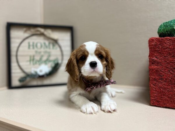 Cavalier King Charles Spaniel DOG Male bheim & wh 6605 Petland San Antonio, TX