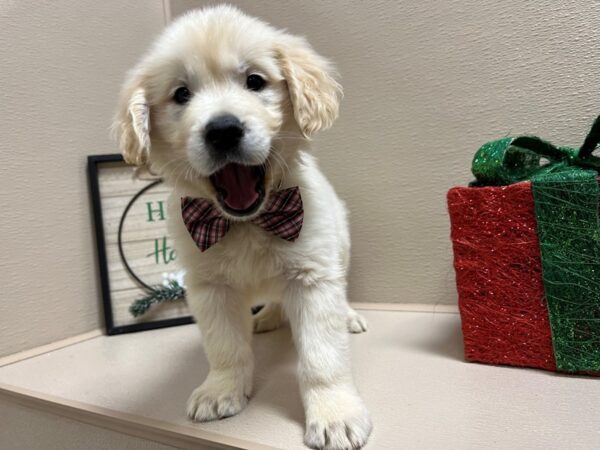 Golden Retriever-DOG-Male-cr-6611-Petland San Antonio, TX