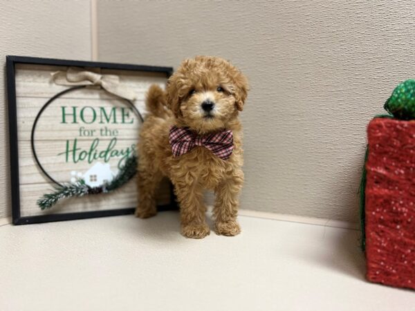 Mini Goldendoodle-DOG-Male-rd-6614-Petland San Antonio, TX