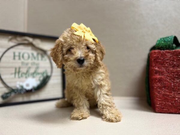 Mini Goldendoodle DOG Female rd 6615 Petland San Antonio, TX