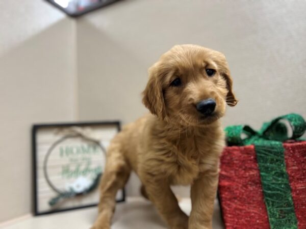 Golden Retriever DOG Male dk gldn 6607 Petland San Antonio, TX