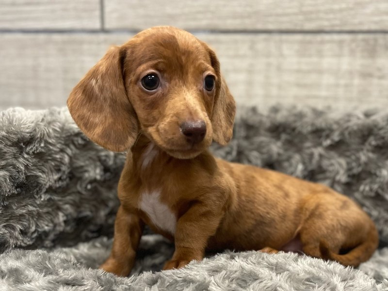 Dachshund Puppy Red Dapple ID 9549 Located at Petland San Antonio TX