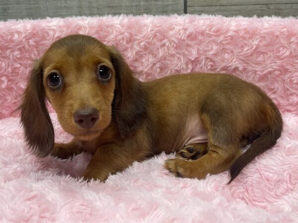 Dachshund DOG Female Chocolate & Tan 9550 Petland San Antonio, TX