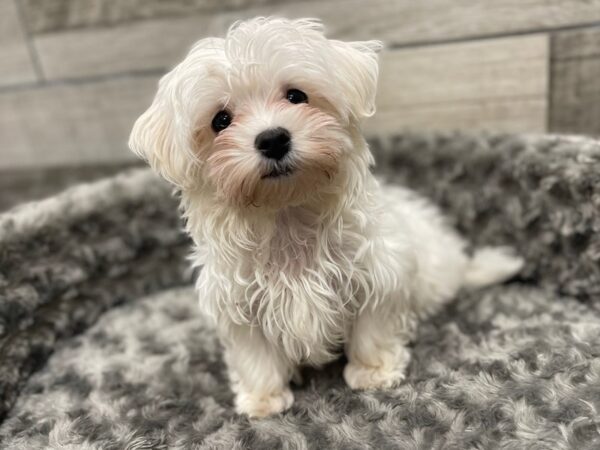 Maltese DOG Male White 9552 Petland San Antonio, TX