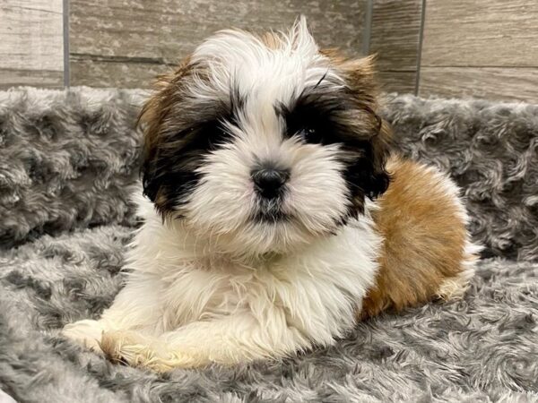 Shih Tzu DOG Male Gold Brindle & White 9554 Petland San Antonio, TX