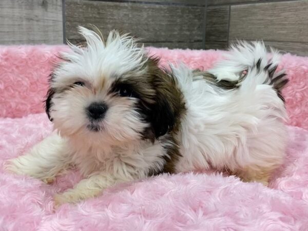 Shih Tzu DOG Female Gold Brindle & White 9555 Petland San Antonio, TX