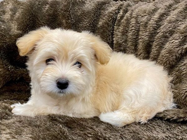 Havanese DOG Male Cream 9556 Petland San Antonio, TX