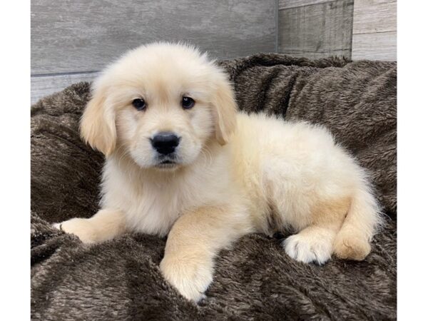 Golden Retriever DOG Male Light Golden 9557 Petland San Antonio, TX