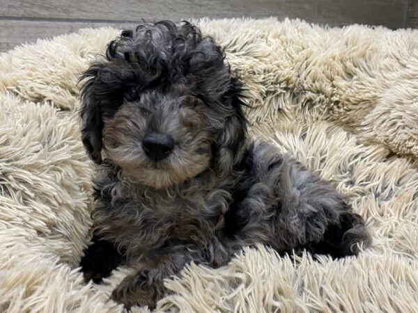 Miniature Poodle DOG Male Blue Merle 9558 Petland San Antonio, TX