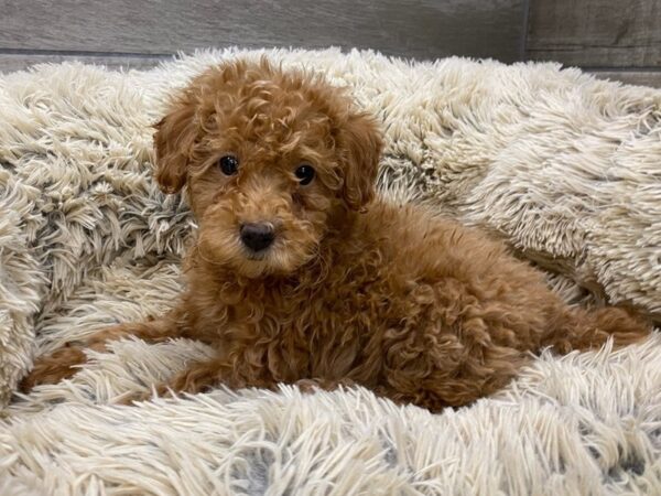 Miniature Poodle-DOG-Female-Red-9559-Petland San Antonio, TX