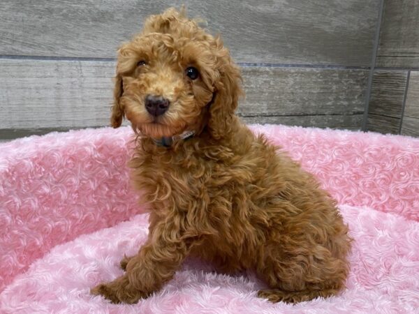 Miniature Poodle-DOG-Female-Red-9560-Petland San Antonio, TX