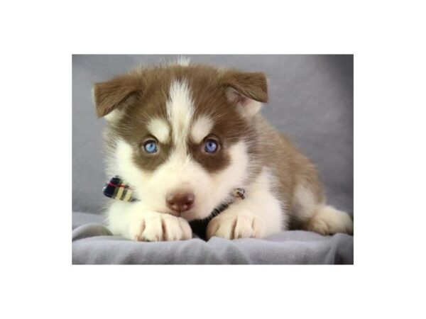 Siberian Husky-DOG-Male-Red/white-9561-Petland San Antonio, TX