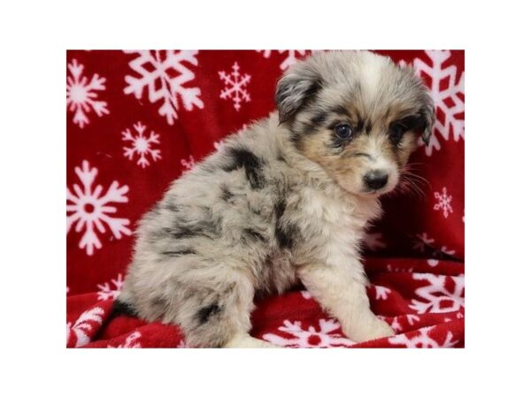 Miniature Australian Shepherd DOG Male Blue Merle 9546 Petland San Antonio, TX