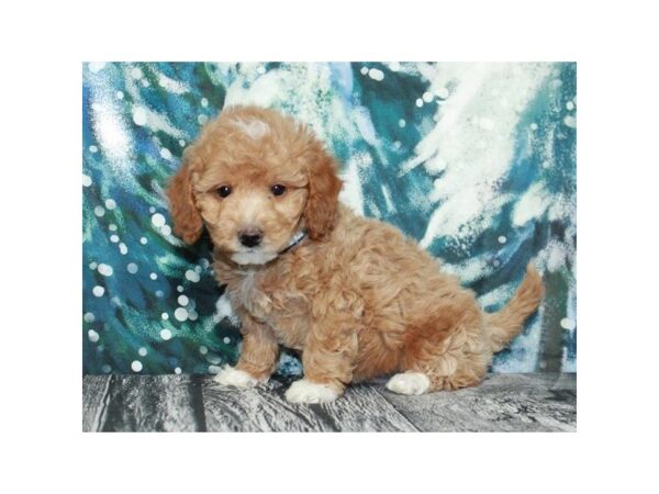 Miniature Goldendoodle-DOG-Male-Golden-9547-Petland San Antonio, TX